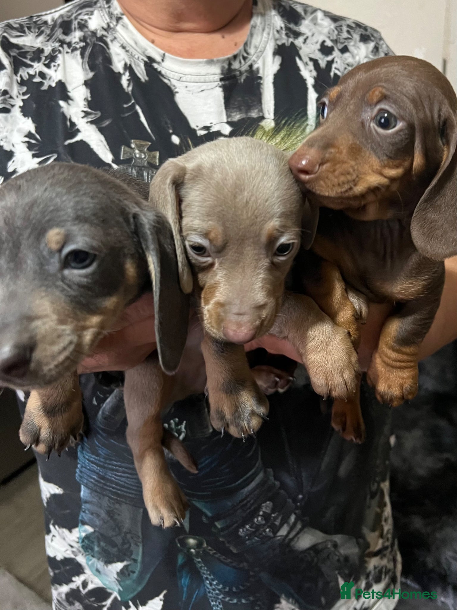 Dachshund dogs Dachshund - Advert 5