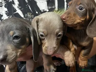 Dachshund dogs Dachshund - Advert 5