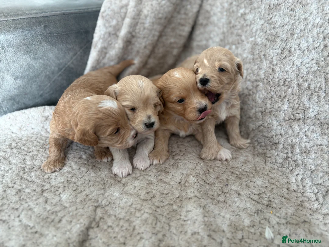 Maltipoo dogs for sale: 4 toy maltipoos  - Advert 1