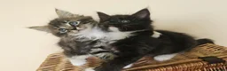 Mixed Breed cats for sale: Mixed Maine Coon Kittens in Richmond - Advert 5