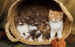 British Shorthair cats for sale: British Short and Long Hair  - Image 1