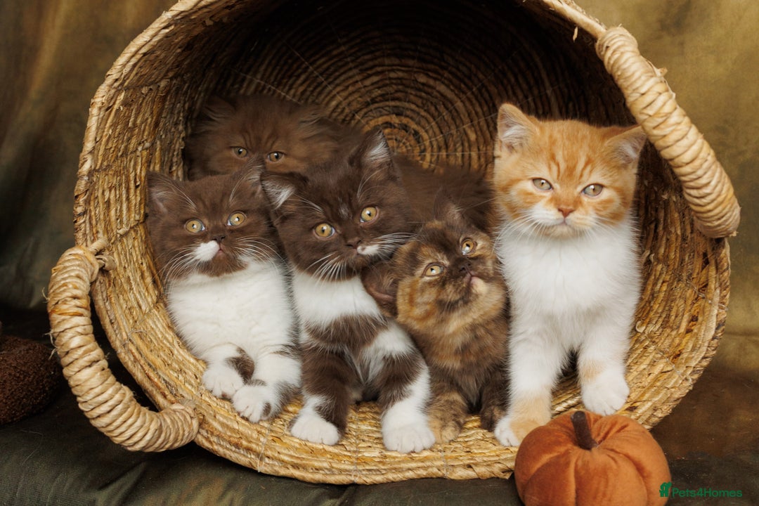 British Shorthair cats for sale: British Short and Long Hair  - Image 1