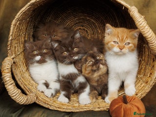 British Shorthair cats - Advert 19