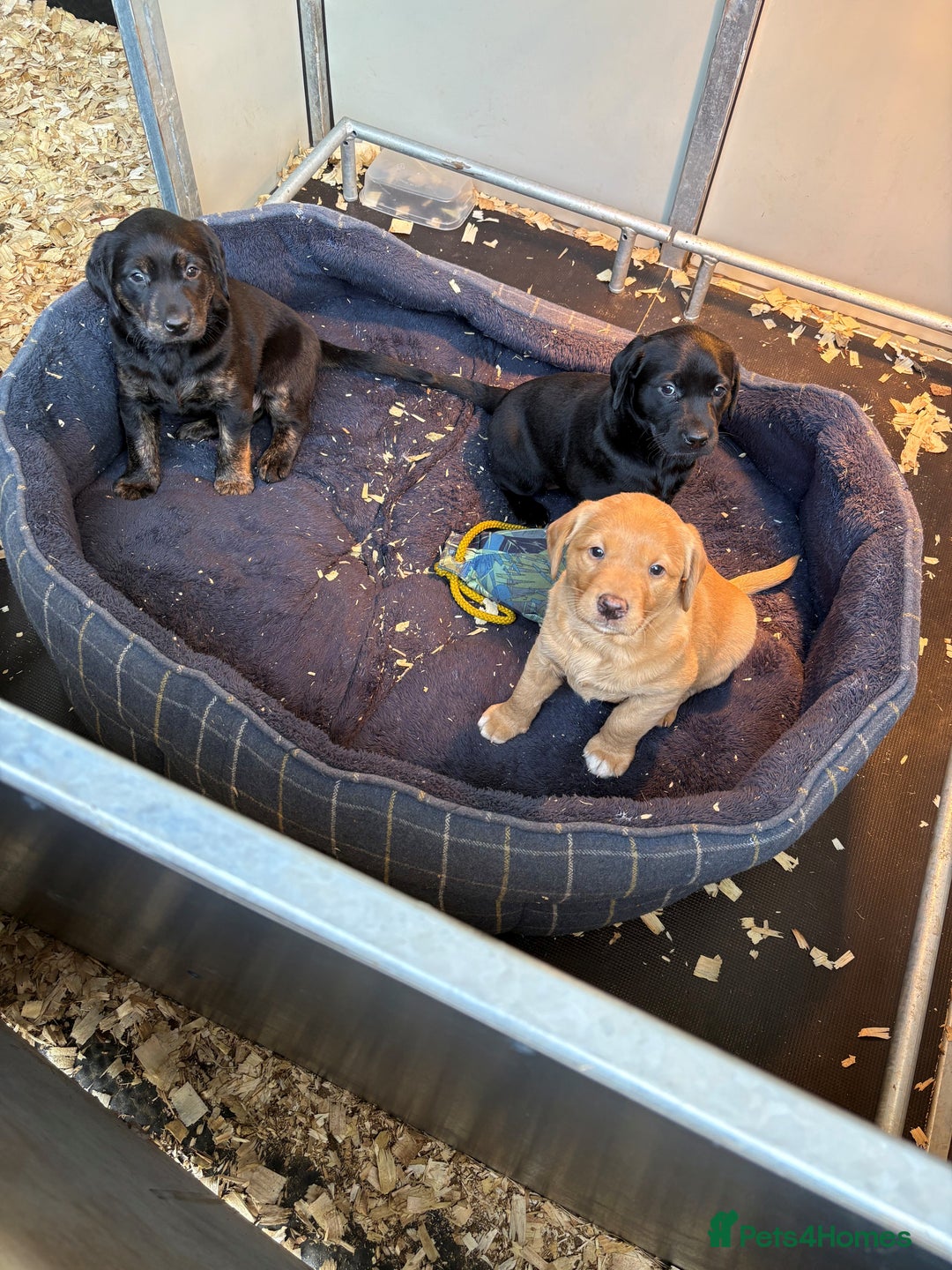 Labrador Retriever dogs for sale: Gorgeous Working Labrador Pups AVAILABLE NOW! - Image 2