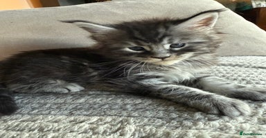 Maine Coon cats - Advert 11