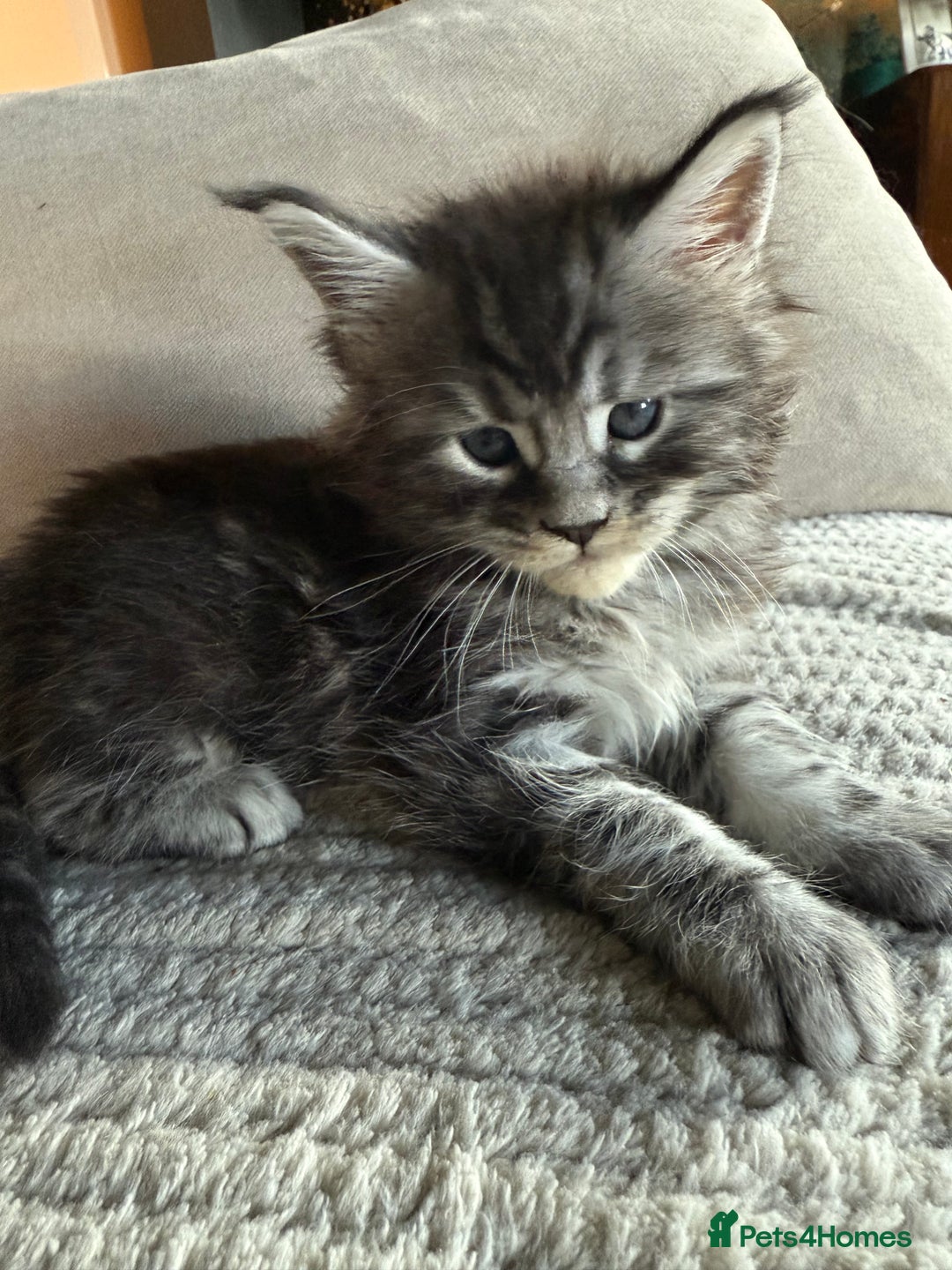 Maine Coon cats for sale: Tica registered Maine Coons from champion lines  - Image 4