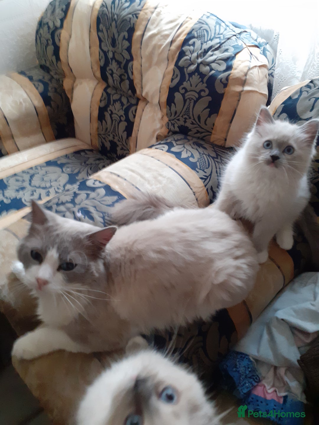Ragdoll cats for sale: Original purebred Ragdoll kittens.Girl and boy. - Image 8
