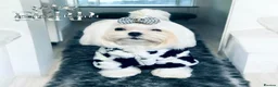 Maltese dogs for stud: 👑Exquisite KC Korean Maltese Stud DNA Clear👑 - Advert 7