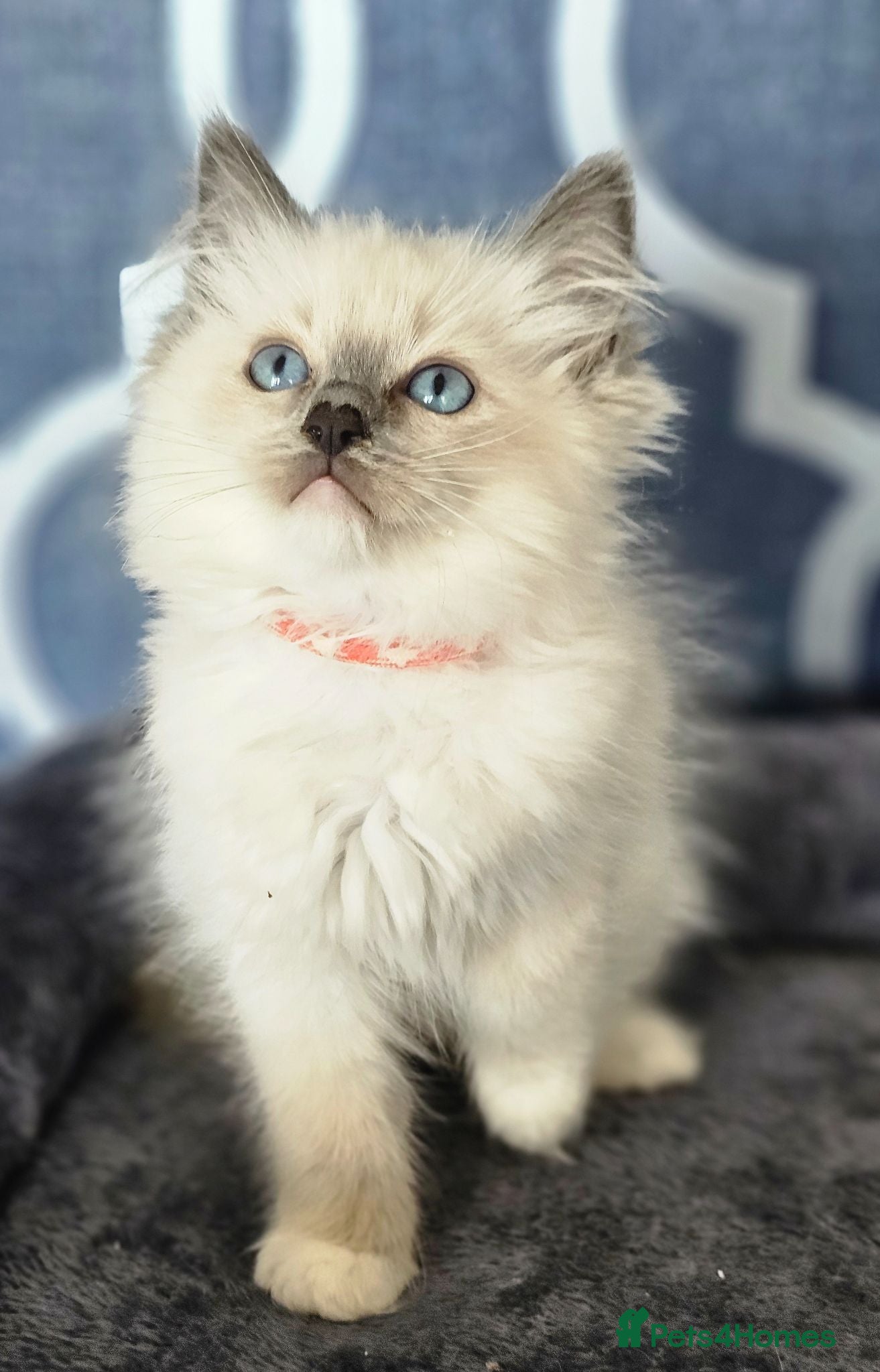 Ragdoll cats 5⭐️ Council licence held. GCCF reg kittens  - Advert 1