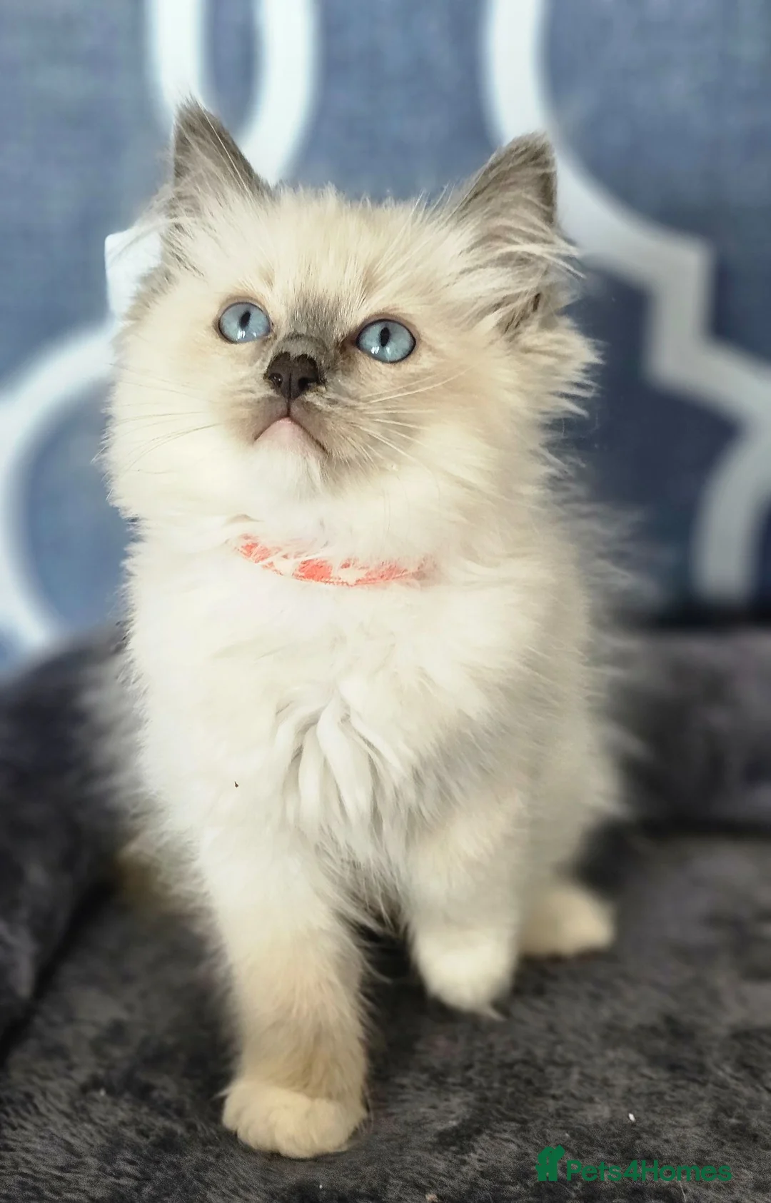 Ragdoll cats for sale: 5⭐️ Council licence held. GCCF reg kittens  - Advert 2