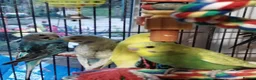 Budgerigars birds for sale: Beautiful baby budgies  - Advert 3