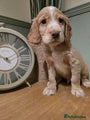 Cocker Spaniel Puppy 1
