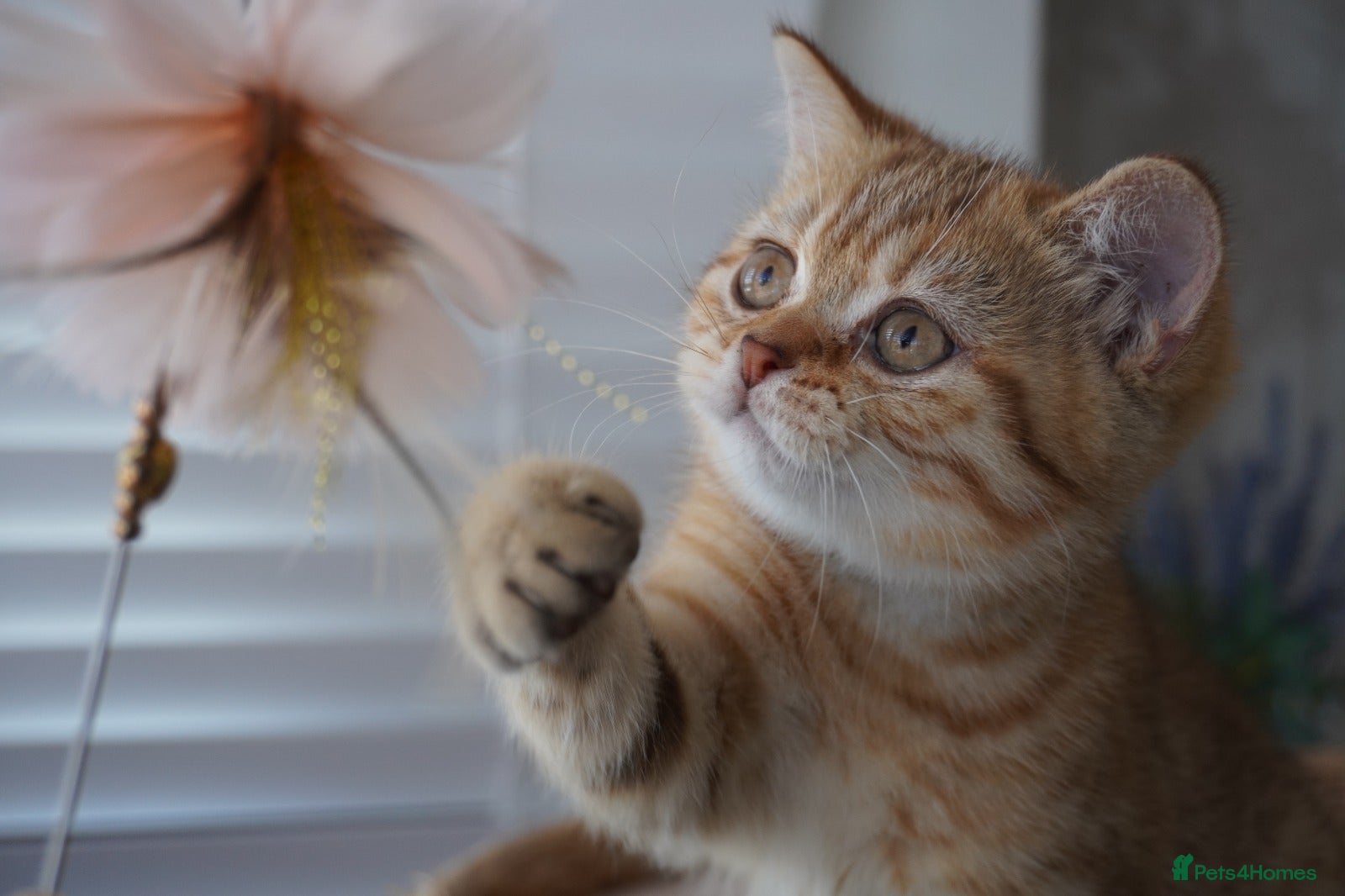 Munchkin cats 🍇🫐Munchkin Kittens - Advert 1