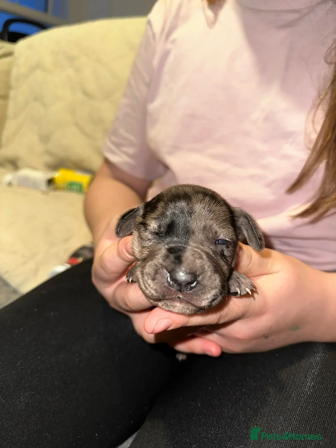 Mixed Breed dogs for sale: Daniffs (Great Dane  ** tiff) - Advert 3