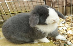 Mini Lop rabbits for sale: Stunning mini lops & bunnies available.  - Image 9