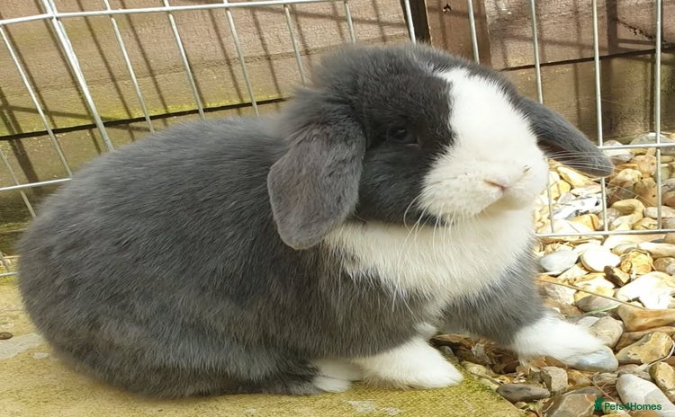 Mini Lop rabbits - Advert 4