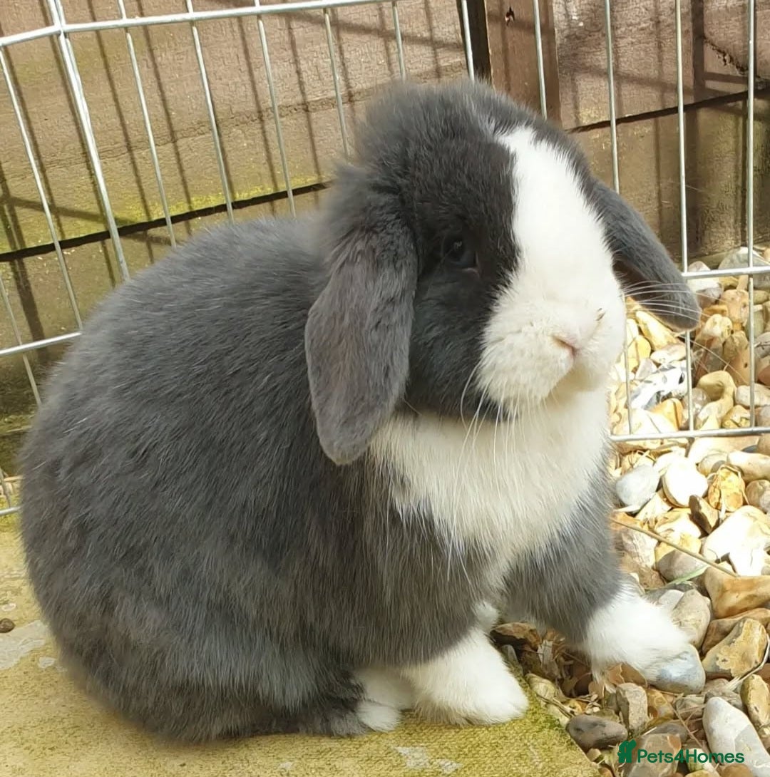 Mini Lop rabbits for sale: Stunning mini lops & bunnies available.  - Image 9