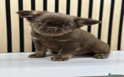 French Bulldog dogs for sale: Fluffy Frenchie Merle / Rojo & Tan REDUCED📥 - Image 5
