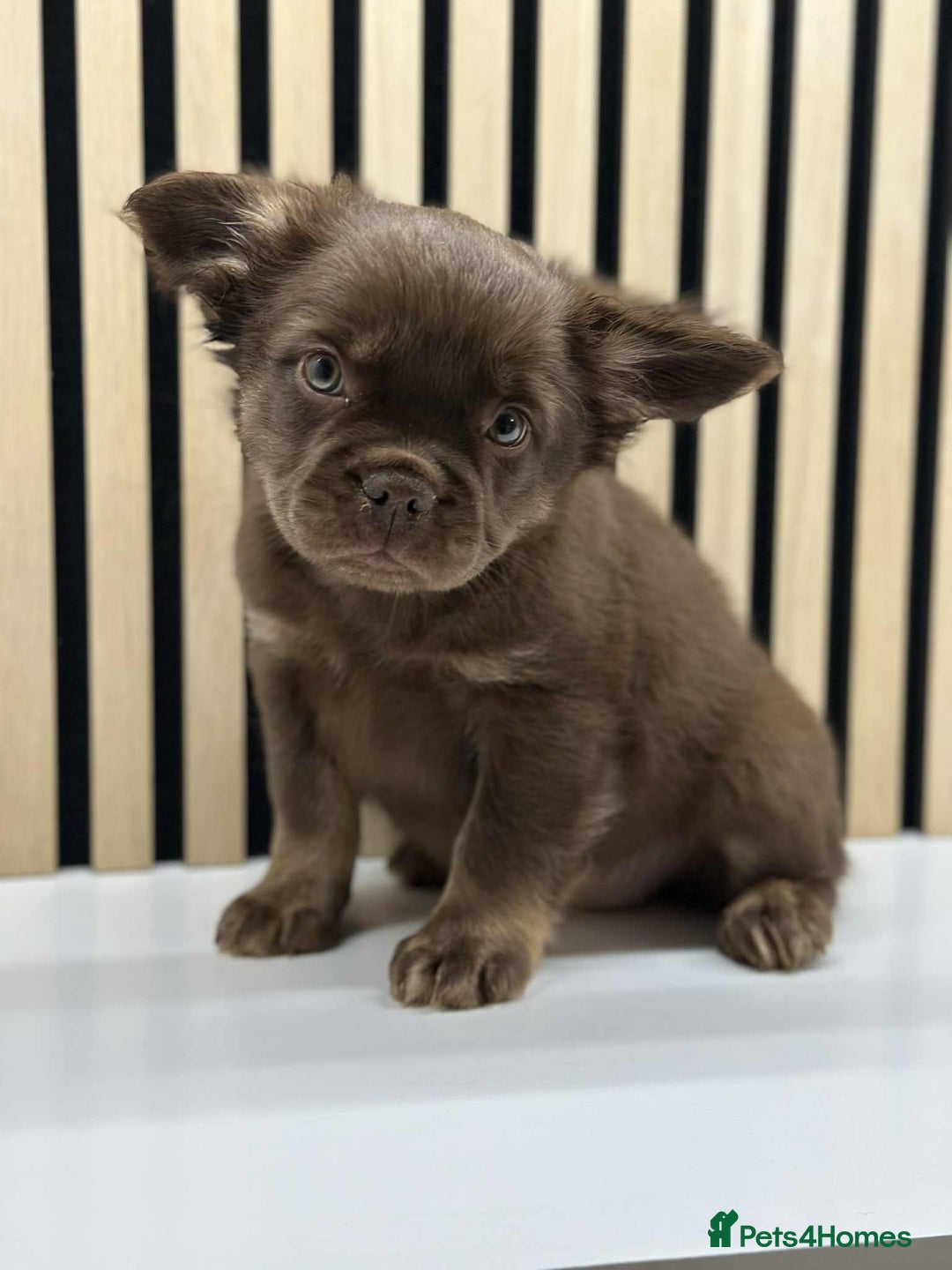 French Bulldog dogs for sale: Fluffy Frenchie Merle / Rojo & Tan REDUCED📥 - Image 5