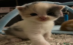 American Shorthair cats for sale: 4 amazingly beautiful kittens - Advert 13