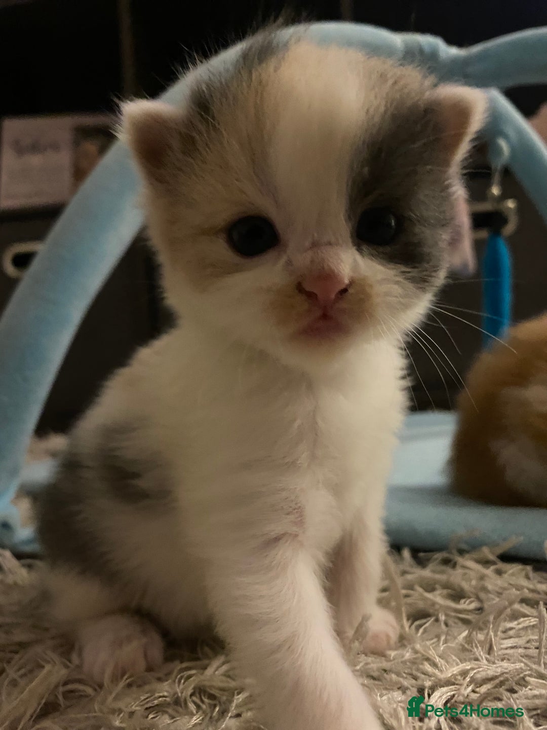 American Shorthair cats for sale: 4 amazingly beautiful kittens - Advert 13