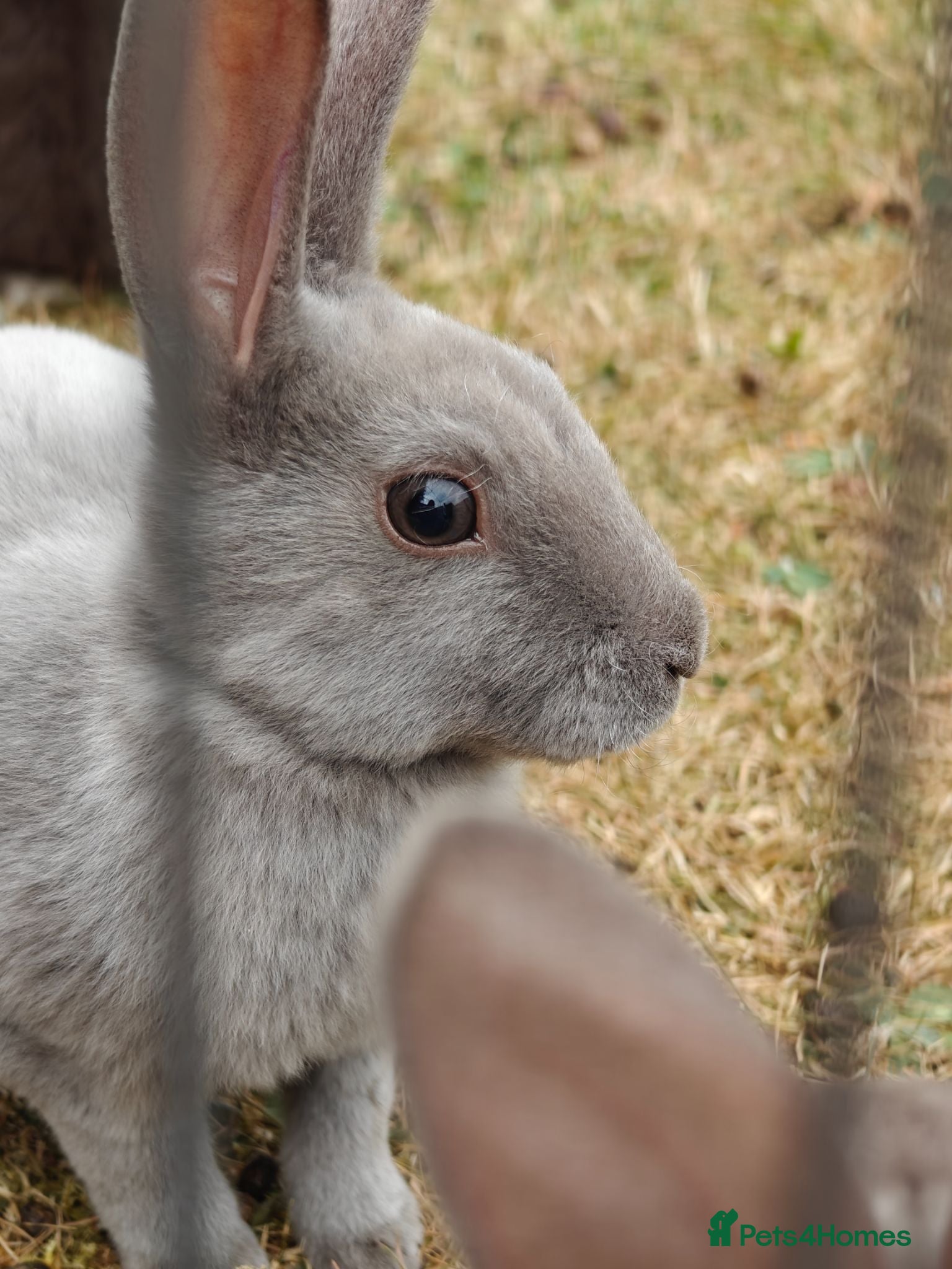 Rex rabbits Mini Rex Rabbits  - Advert 7