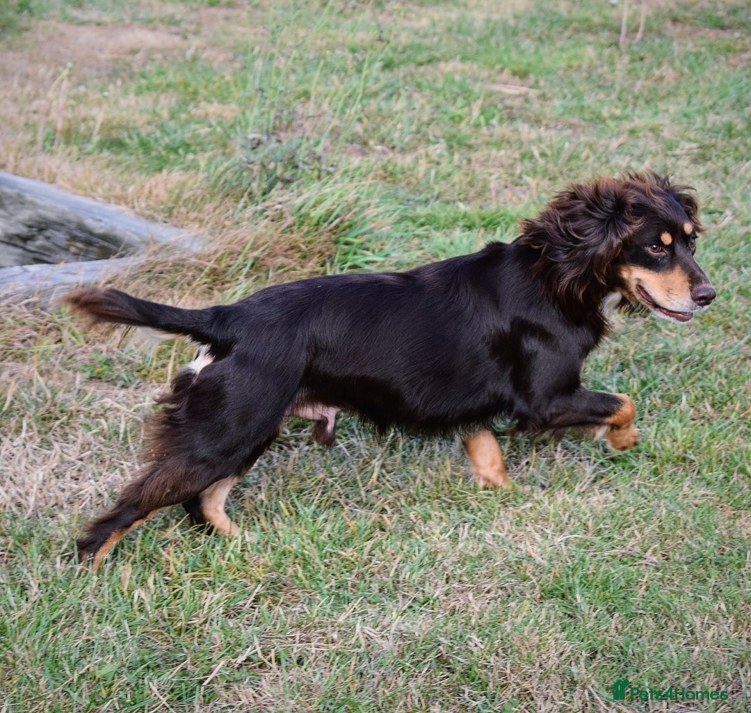 Cocker Spaniel dogs for stud: Small, health tested KC working cocker - Image 4