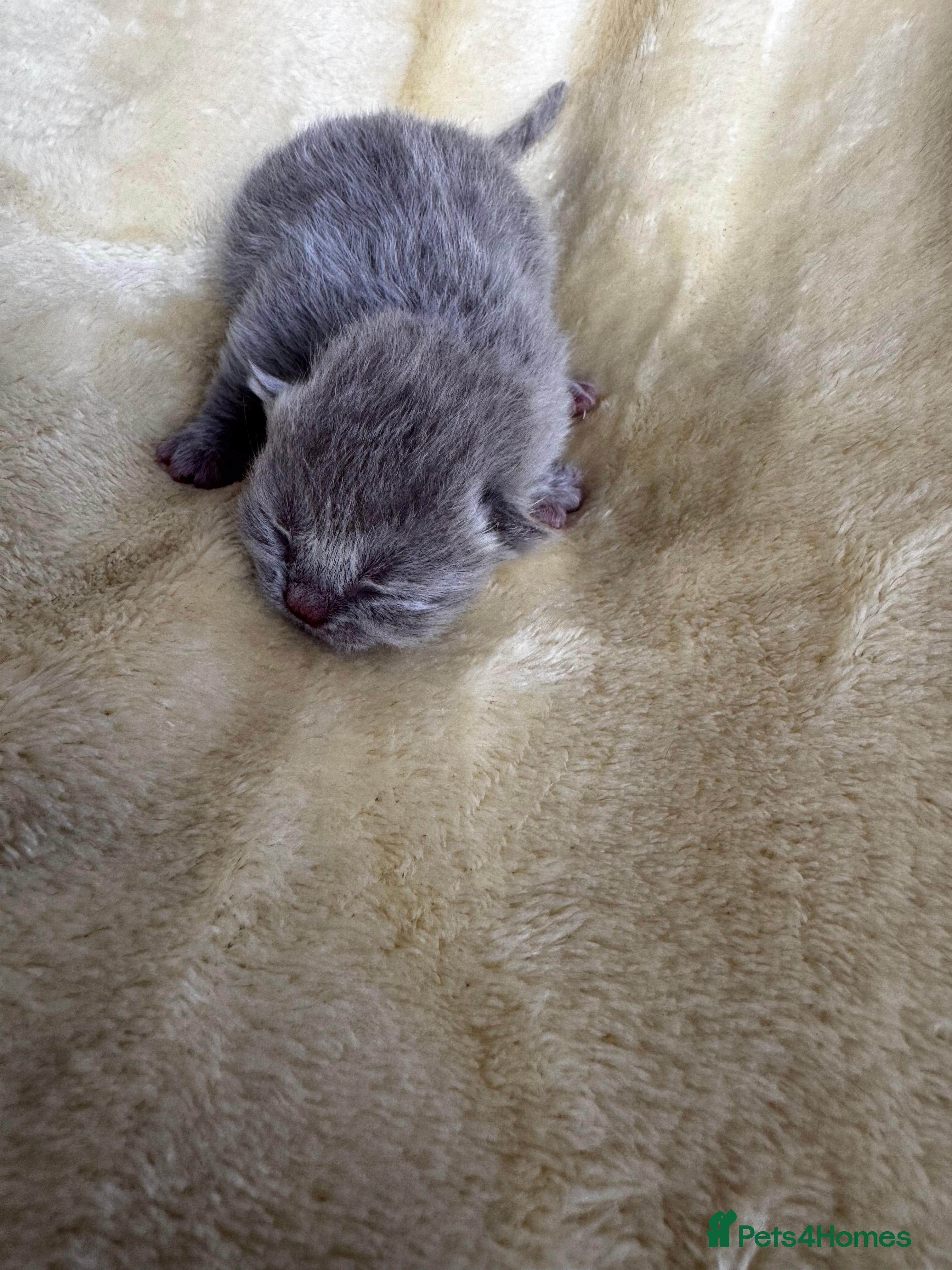 British Shorthair cats for sale: British Blue Short Hair Kittens  - Advert 11