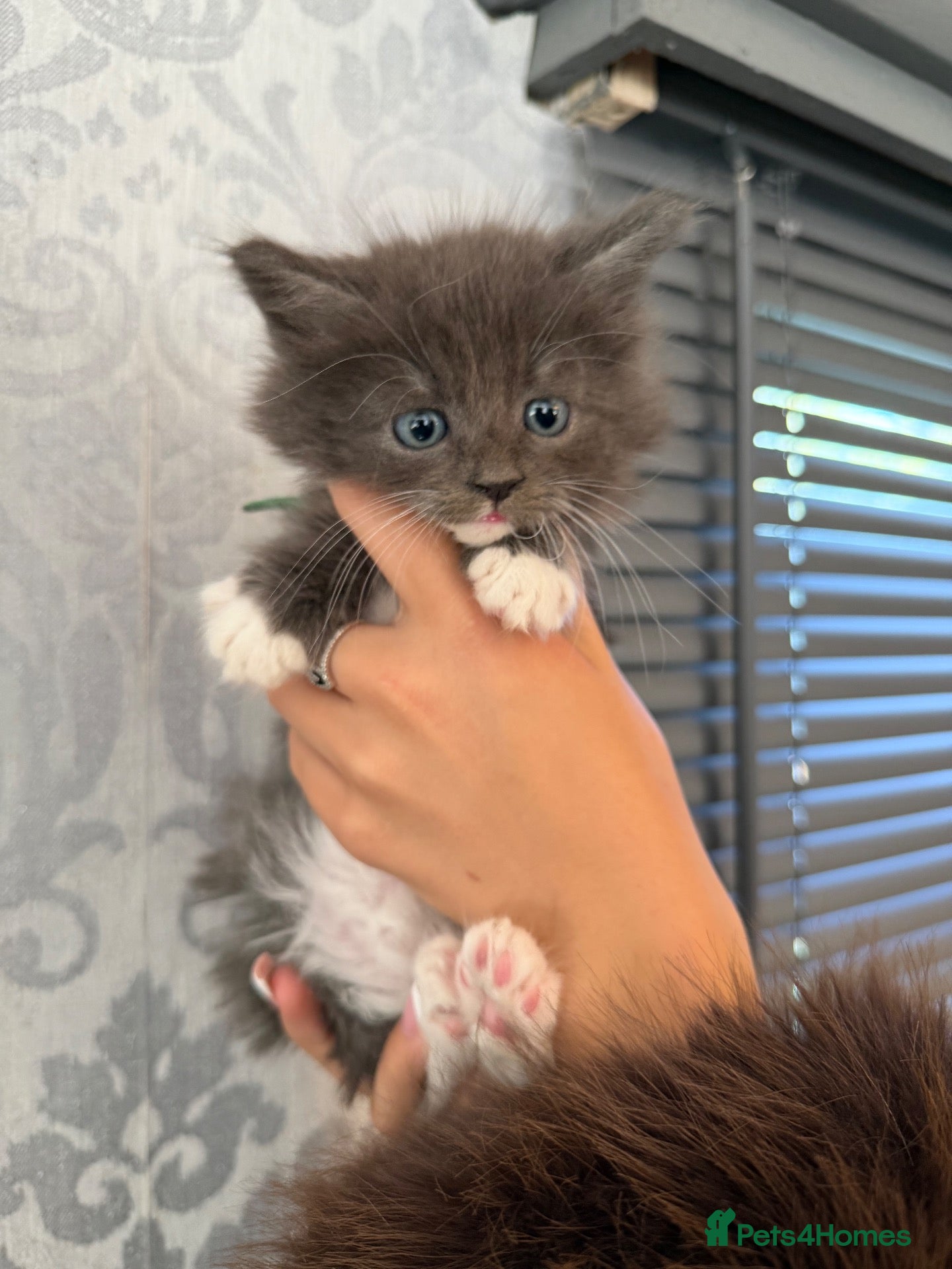 Maine Coon cats Maine coon x ragdoll kittens  - Advert 18
