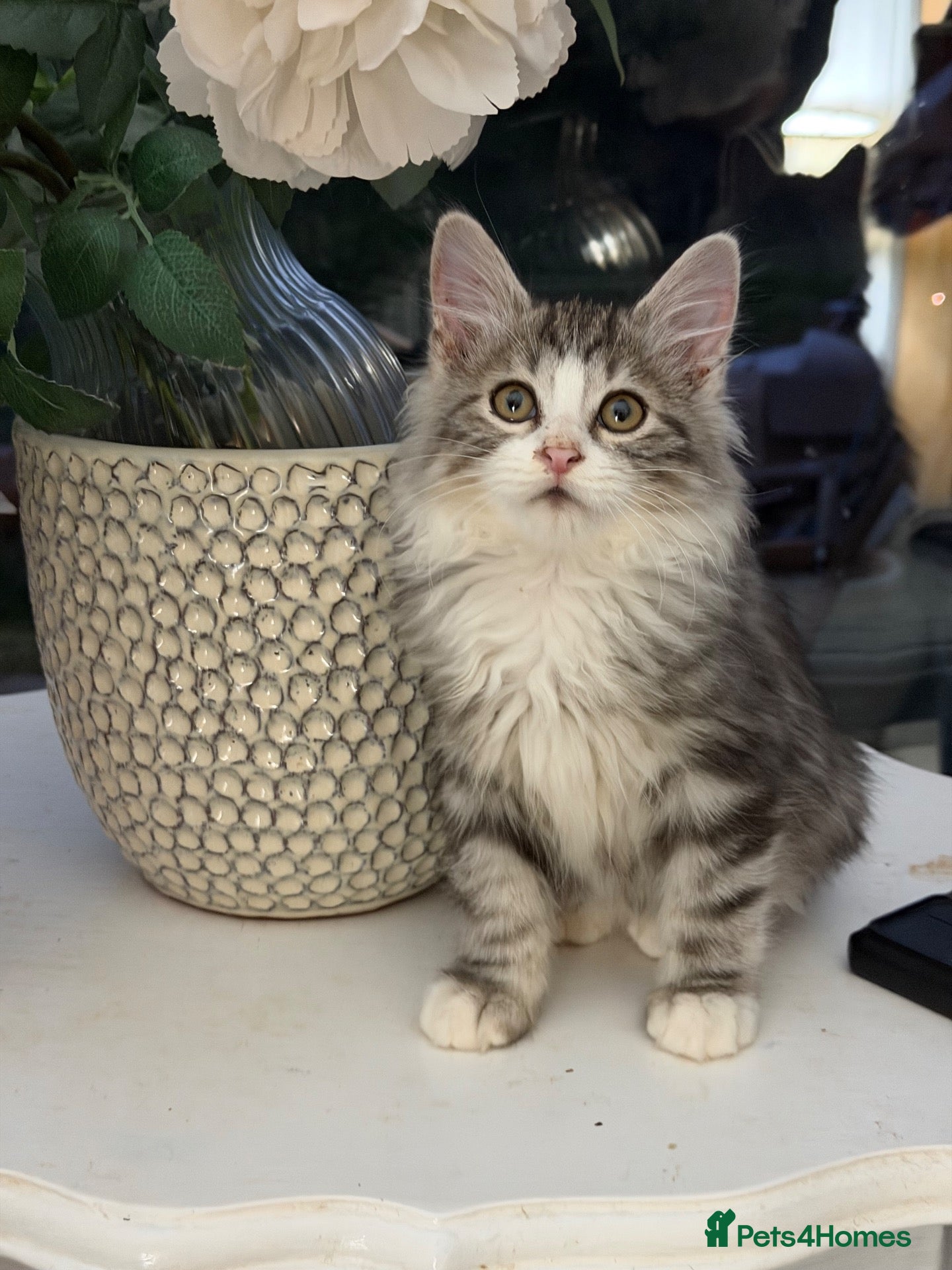Kurilian Bobtail cats for sale: Rare Kurilian Bobtail Kittens Available - Advert 2