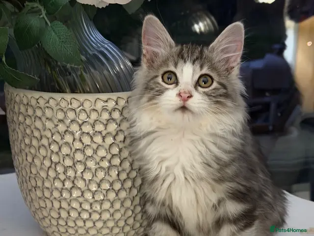 Kurilian Bobtail cats for sale: Rare Kurilian Bobtail Kittens Available - Advert 2