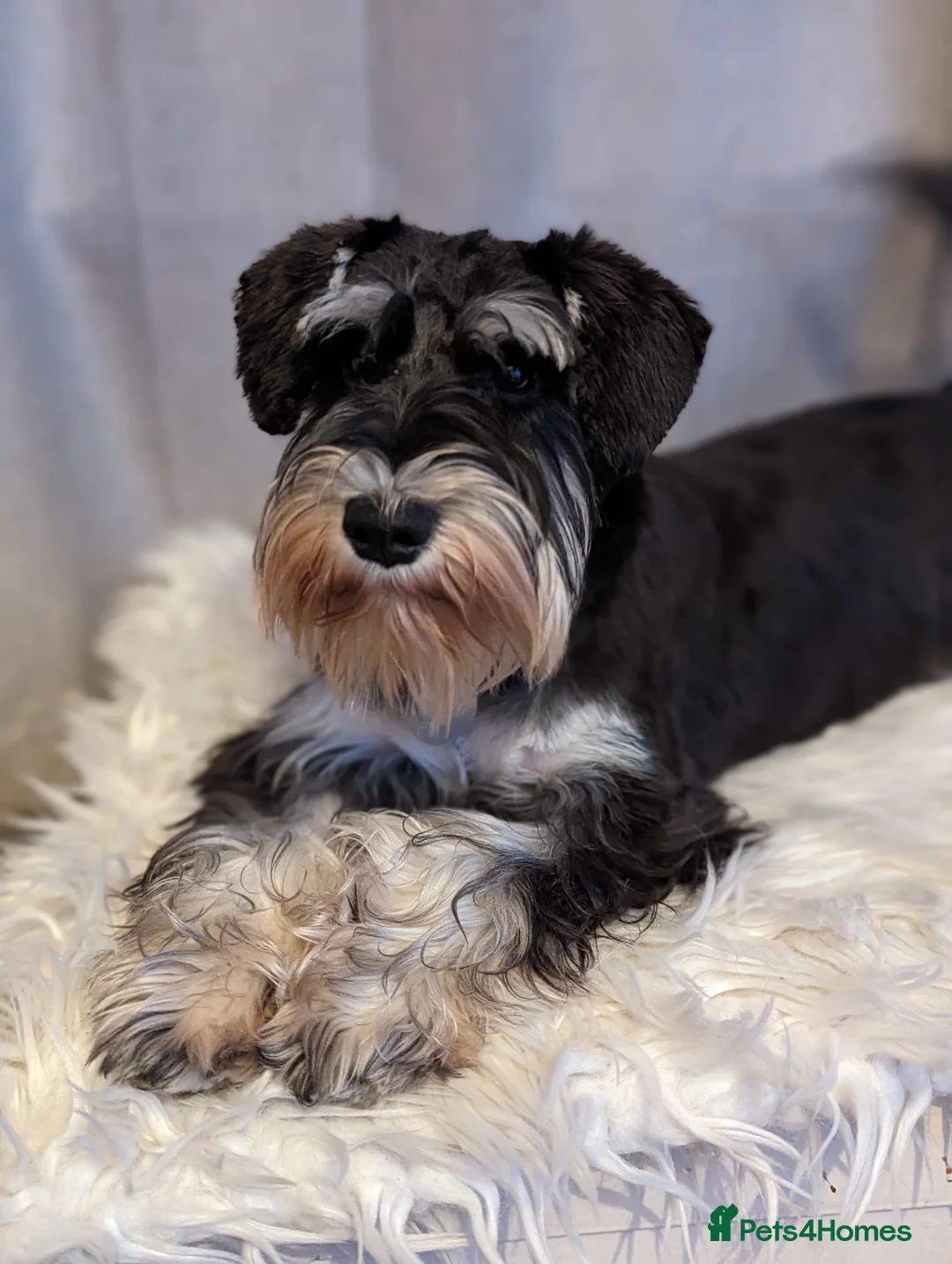 Miniature Schnauzer dogs for stud: KC reg miniature schnauzer for stud  in Liverpool - Advert 2