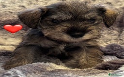Miniature Schnauzer dogs for sale: Miniature Schnauzer Puppies - Image 11