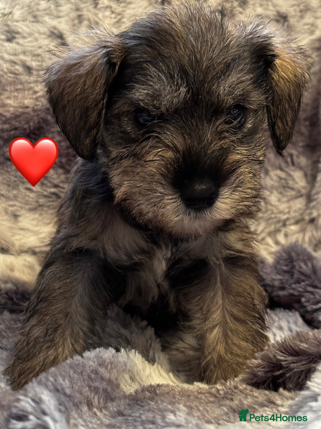 Miniature Schnauzer dogs for sale: Miniature Schnauzer Puppies - Image 11