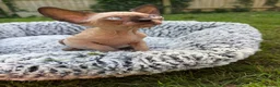 Sphynx cats for sale: Beautiful Canadian Sphynx Boy – Ready for His Home - Advert 3