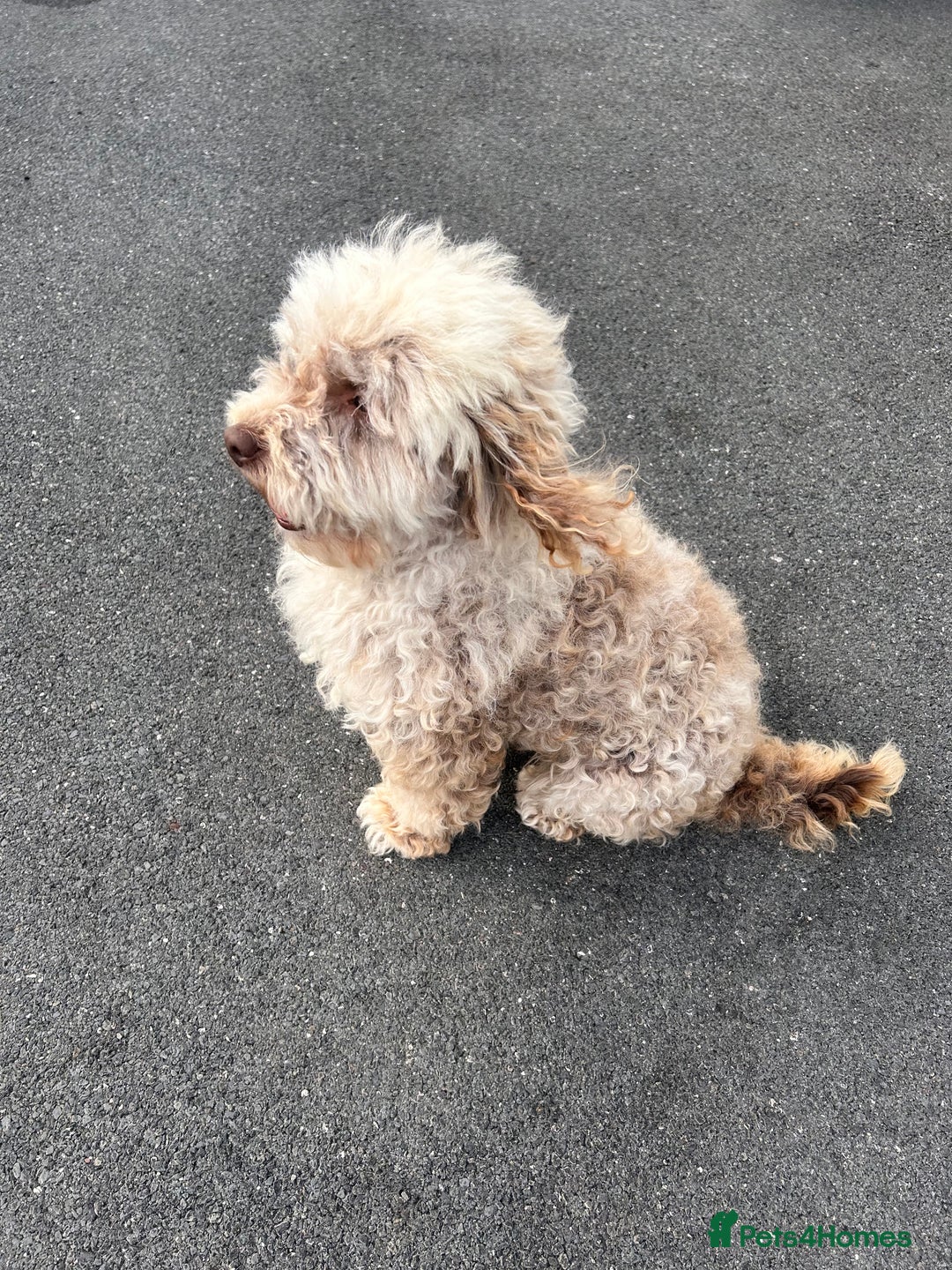 Cockapoo dogs for sale: F2 cockapoo  - Image 8