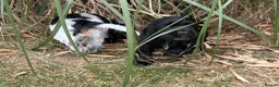 Cocker Spaniel dogs for sale: READY NOW😍 line quality show cockers - Advert 22