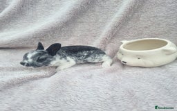 Rex rabbits for sale: Mini rex babies available  - Image 7