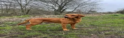 Labrador Retriever dogs for sale: KC Registered Working Labrador Puppies  in Pickering - Advert 4