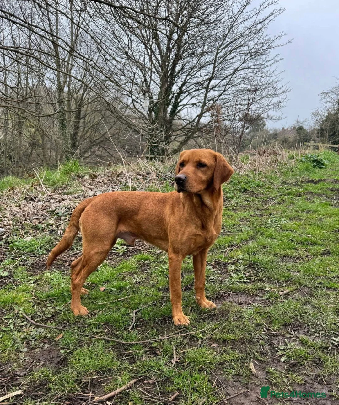 Labrador Retriever dogs for sale: KC Registered Working Labrador Puppies  in Pickering - Advert 4