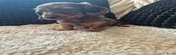 Dachshund dogs for sale: Kc dachshund puppies! - Advert 27