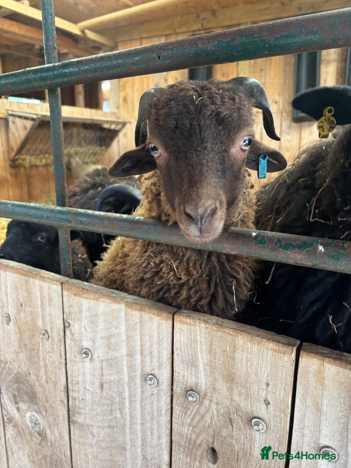 Sheep livestock 2 Ouessant Wethers - Advert 1