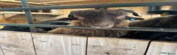 Sheep livestock for sale: 2 Ouessant Wethers - Advert 1
