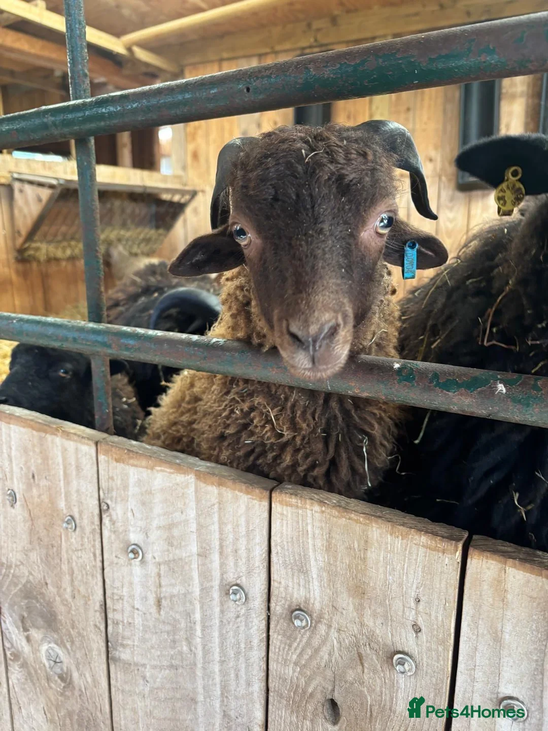 Sheep livestock for sale: 2 Ouessant Wethers - Advert 1