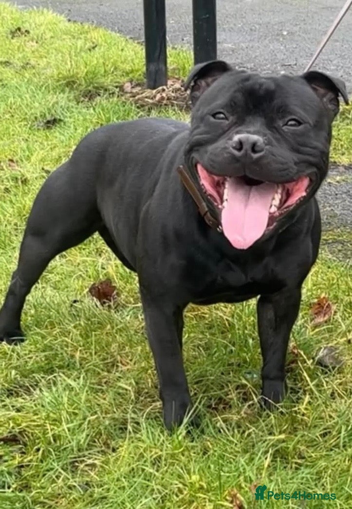 Staffordshire Bull Terrier dogs 🐾 CHUNKY STAFF PUPPIES – BLUE & BLACK 🐾  - Advert 2