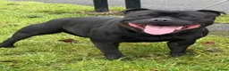 Staffordshire Bull Terrier dogs for sale: 🐾 CHUNKY STAFF PUPPIES – BLUE & BLACK 🐾  - Advert 2