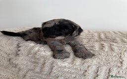 Cockapoo dogs for sale: Stunning F1B Merle Cockapoo Puppies!!!! - Image 7