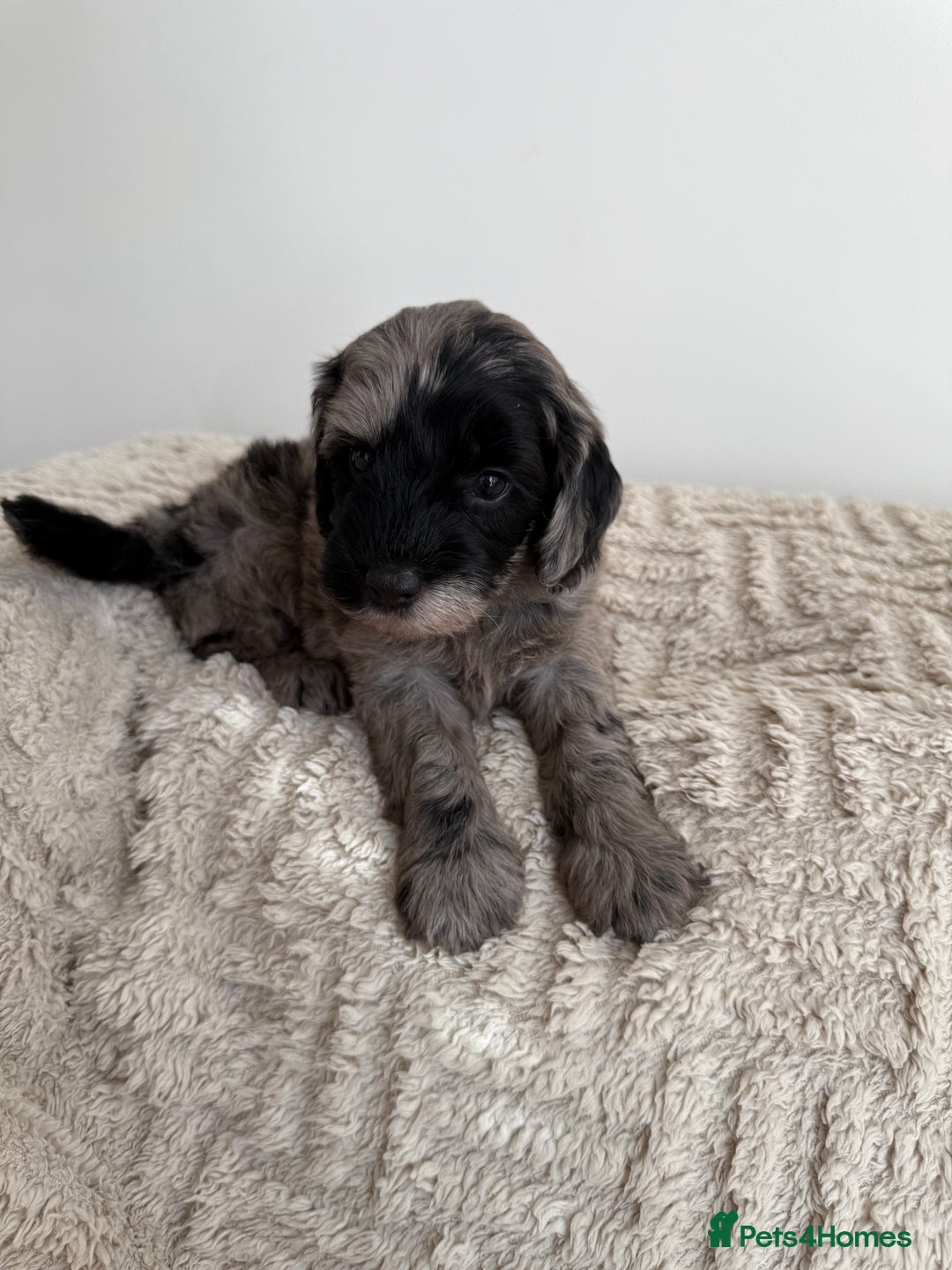 Cockapoo dogs for sale: Stunning F1B Merle Cockapoo Puppies!!!! - Image 7