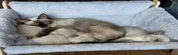 Ragdoll cats for sale: 5 ragdoll kittens - Advert 21