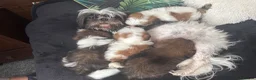 Shih Tzu dogs for sale: Shih Tzu Puppies in Castleford - Advert 6
